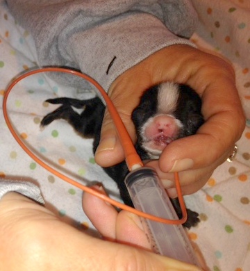 newborn puppy feeding
